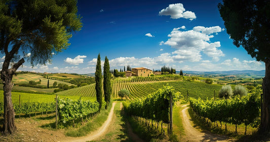 Vini di Bolgheri: alle origini del Sassicaia e dei Super Tuscan