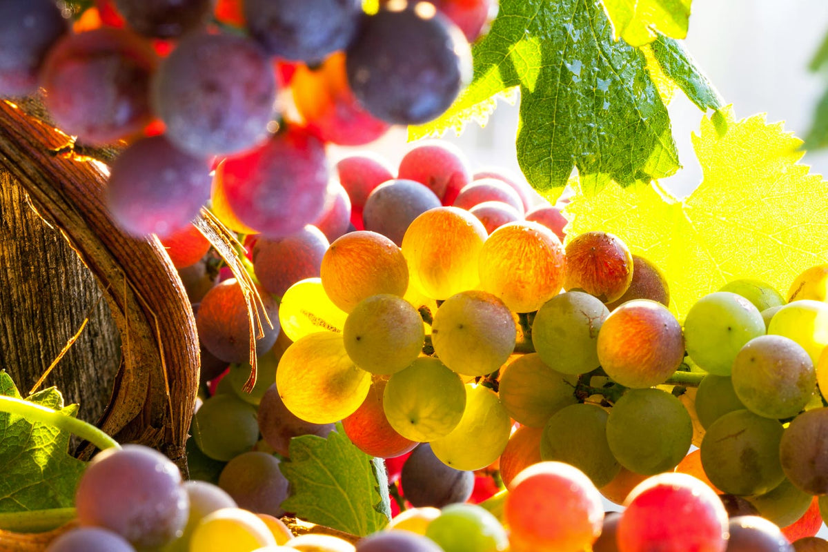 Tannico’s Grape Harvest